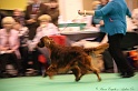 Crufts2011_2 174